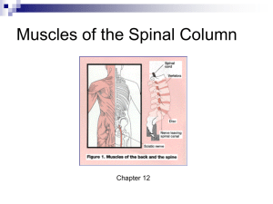 THE SPINAL COLUMN