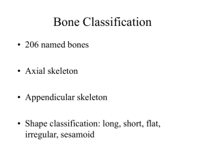 Bone Classification