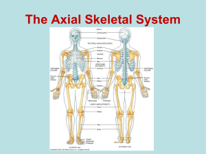 Axial Skeleton