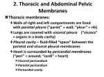 2. Thoracic and Abdominal Pelvic Membranes