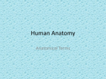 Human Anatomy