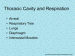 Thoracic Cavity and Respiration