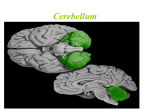 Vestibulo-cerebellum