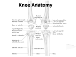 Knee Anatomy - PA