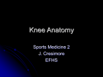 Knee Anatomy