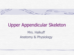 Upper Appendicular Skeleton