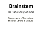 L7- Brainstem Studen..