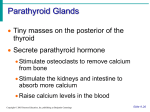 Nerve activates contraction