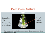 Plant Tissue Culture