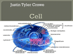 Cell