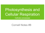 Photosynthesis and Cellular Respiration