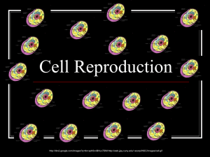 Cell Reproduction - South Kingstown High School