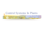 Control Systems In Plants