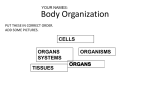 What are cells? - Schoolwires.net