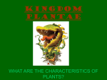 KINGDOM PLANTAE