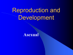 Reproduction and Development