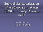 Atsec8 Gene Product Localization