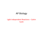 Photsynthesis III - Light Indpendent