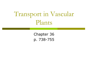 Transport in Vascular Plants