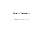 Animal Behavior