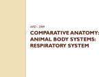 RESPIRATORY SYSTEM