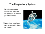 The Respiratory System