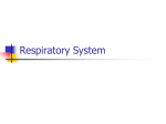 Respiratory System