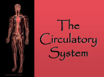 The Circulatory System