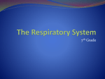 The Respiratory System