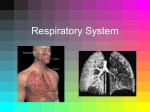 Respiratory System