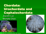 Urochordata