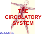 the circulatory system