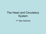 The Heart and Circulatory System