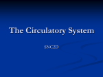 The-Circulatory-System