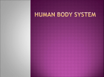 Human Body System