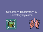 Circulatory & Respiratory Systems