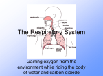 The Respiratory System