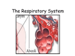 The Respiratory System