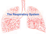 The Respiratory System