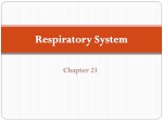 Respiratory System