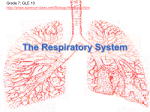 The Respiratory System