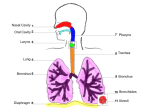 or oral cavity