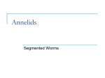 Annelids