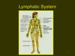 Lymphatic System