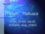 Phylum: Mollusca