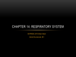 Chapter 14: Respiratory System