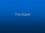 The Squid