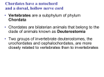 CH 34 PPT Vertebrates