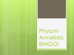 Phylum Annelida BINGO!