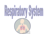 Respiratory System